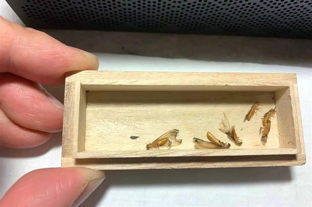 为什么上海今年出现大量白蚁,上海白蚁成群出现说明什么