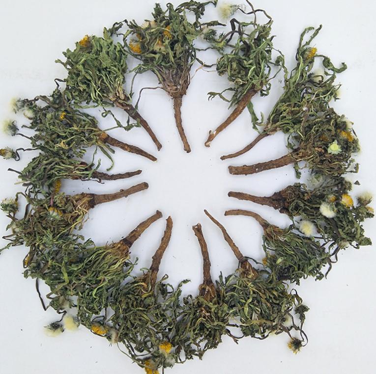 蒲公英煮水热敷乳腺结节有效果吗,蒲公英配什么喝可以消除乳腺结节