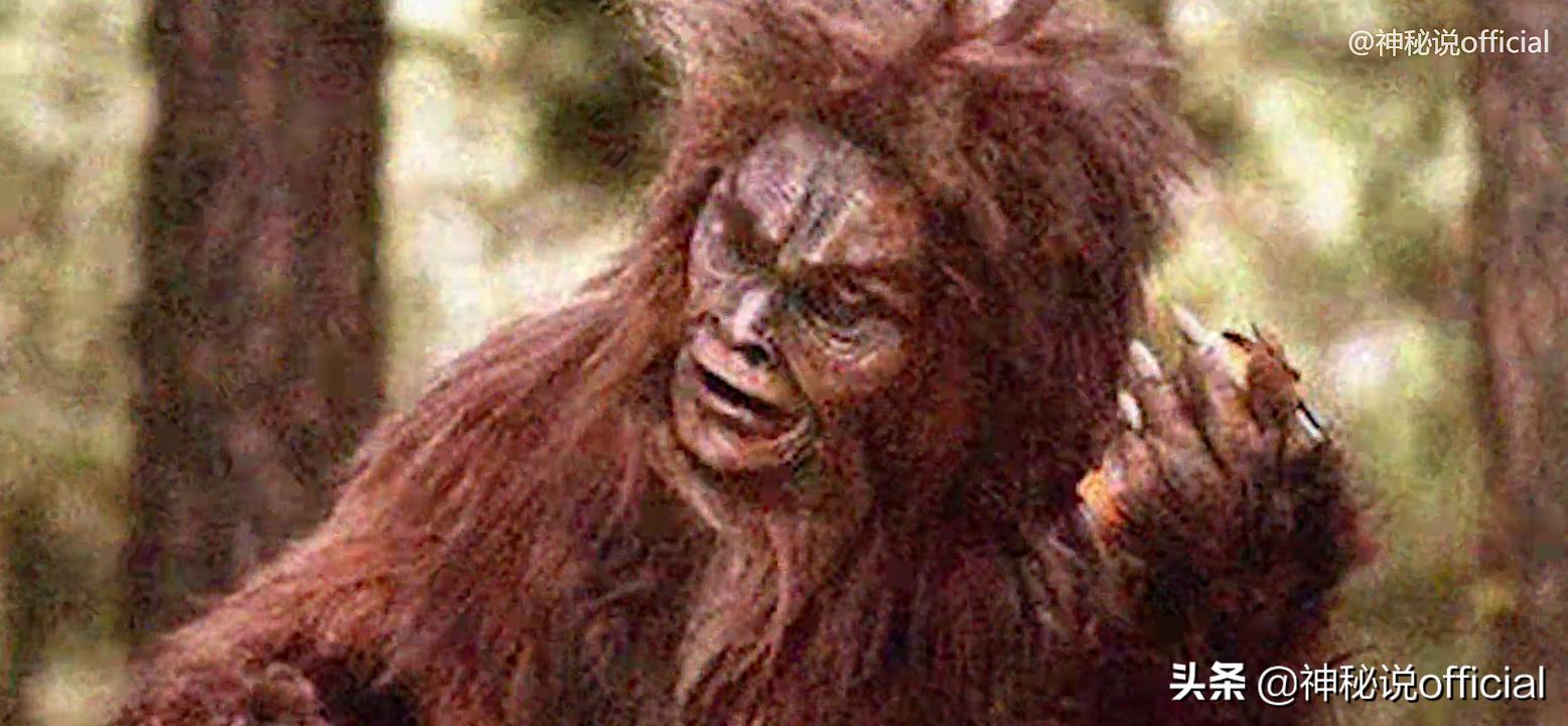 护林员发现野生大熊猫幼崽,山中野人被村民成功抓住