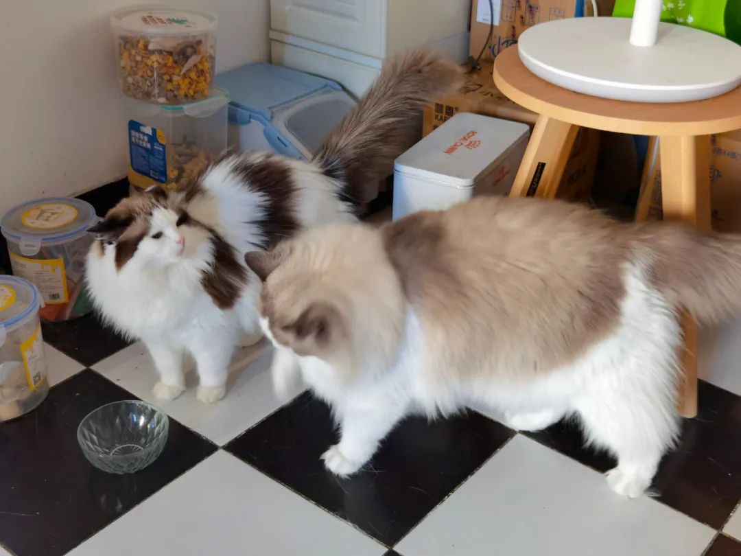 汤圆布偶猫,最好看的布偶猫汤圆