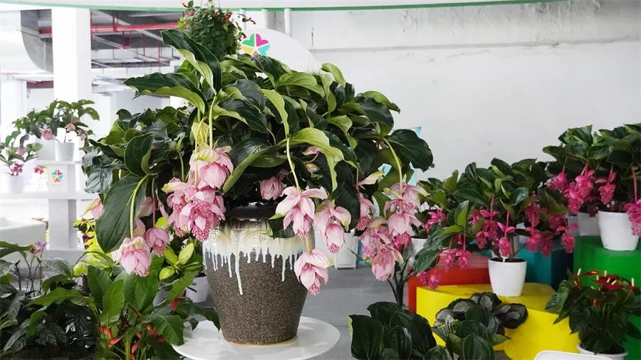 镇店之宝被抢购，“亚洲最美花展”上盆栽“吸睛”又“吸金”