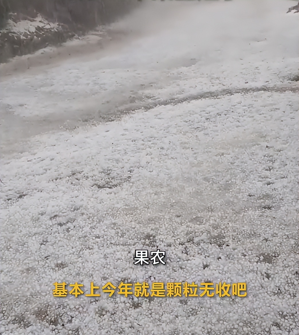 邢台冰雹致果农损失惨重,河北邢台冰雹2013