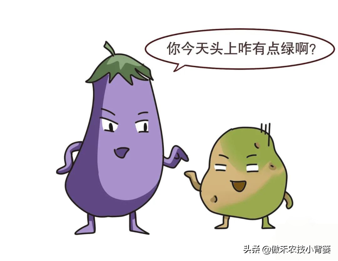 土豆种芽发紫什么原因,怎样防止土豆生芽变绿