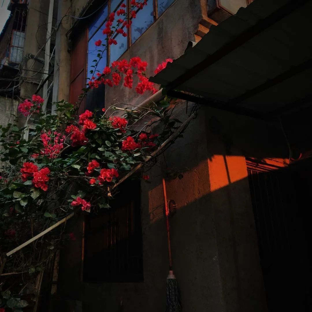 背景图ins风鲜花,ins复古黑色鲜花壁纸