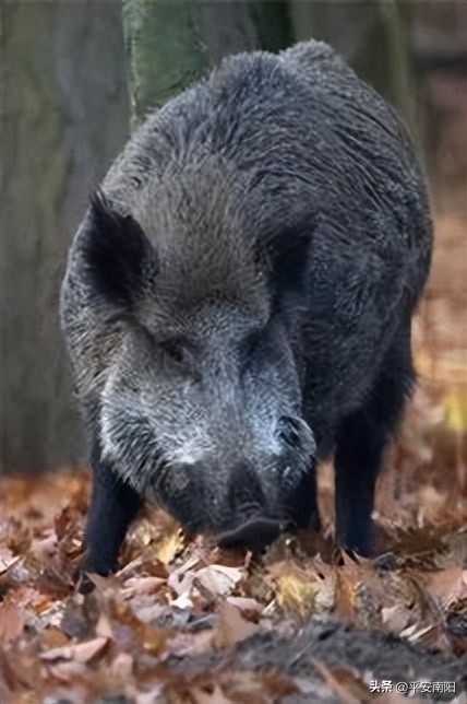 捕野猪，挖“野草”，抓！