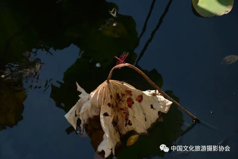 潘塘公园庆庆游乐场,潘塘公园的荷花池作文