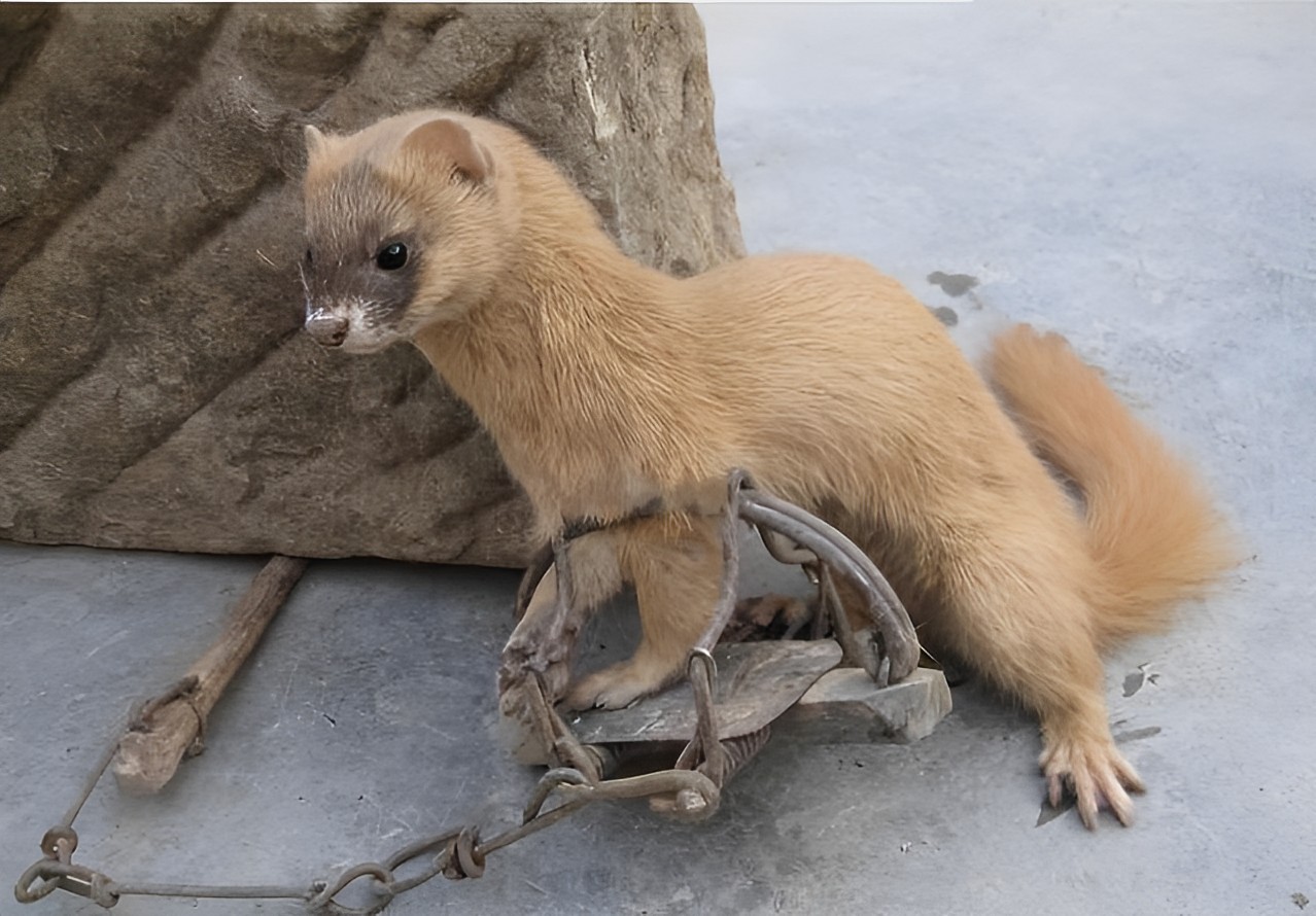 捕杀黄鼠狼违法吗,捕杀黄鼠狼怎么处罚