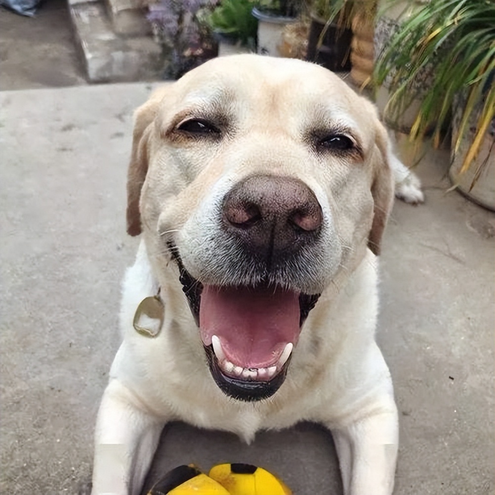 狗界暖男排名,狗界暖男德牧