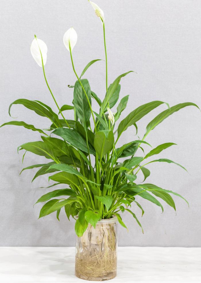 推荐9种适合在办公室养的小盆栽,适合办公室养的大盆栽