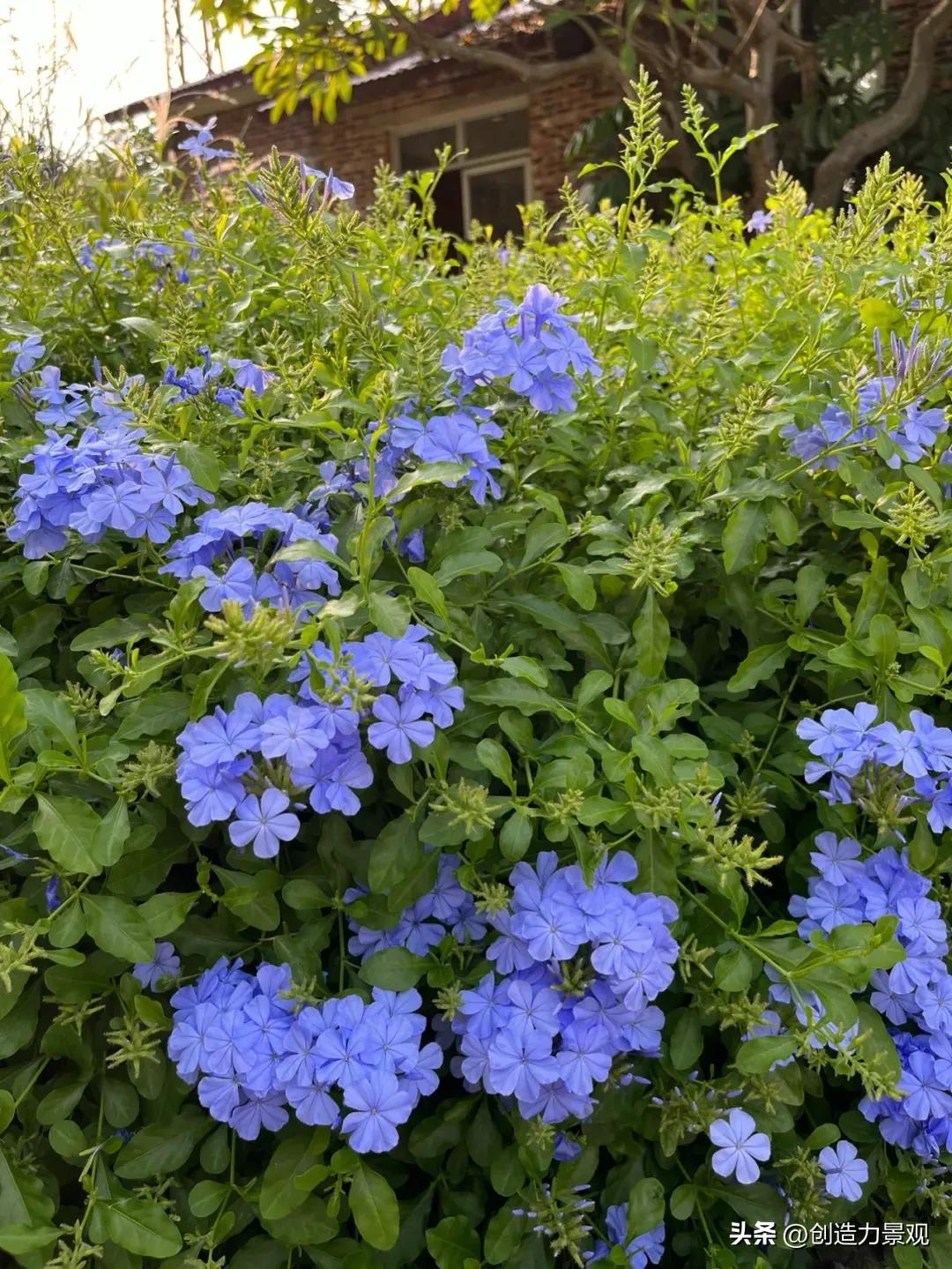 夏季好养的花卉有哪些,夏季的常见花卉有哪些