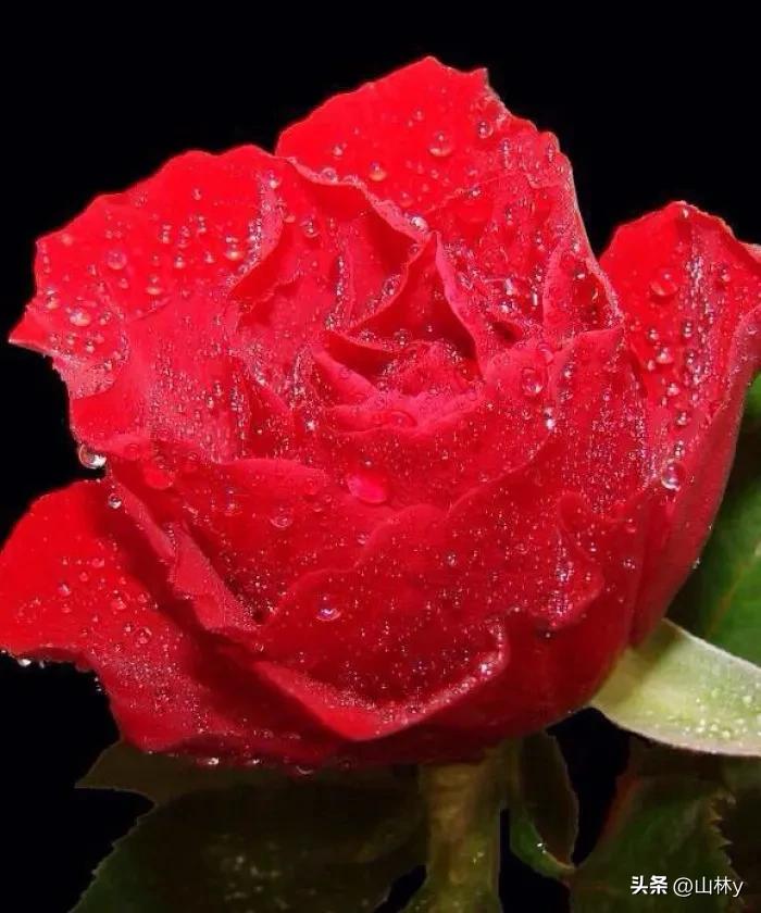 分享玫瑰花的图片,最美的玫瑰花送给最漂亮的你图片