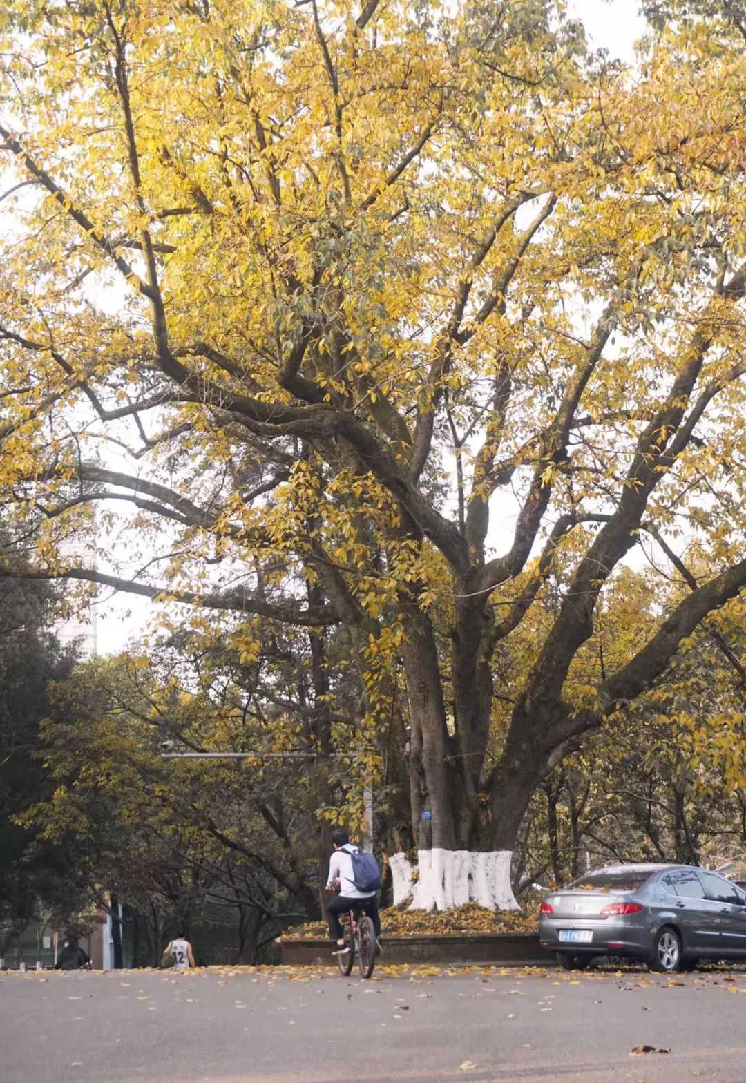 重庆大学研究生复试拟录取名单,重庆大学硕士研究生复试录取比例