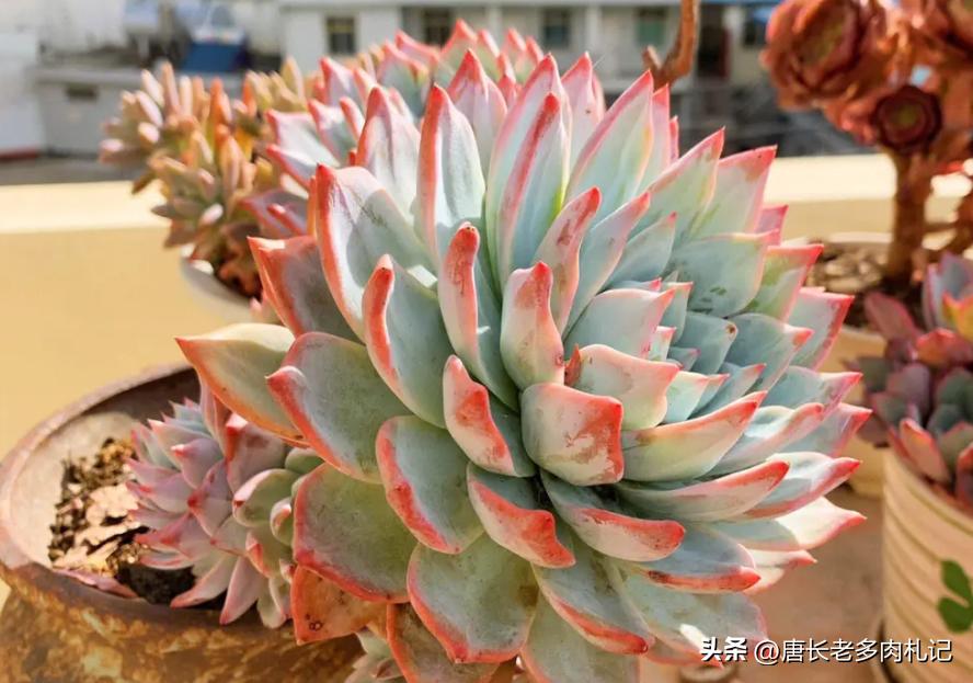 养老桩的多肉要用大盆吗,养老桩多肉用什么盆