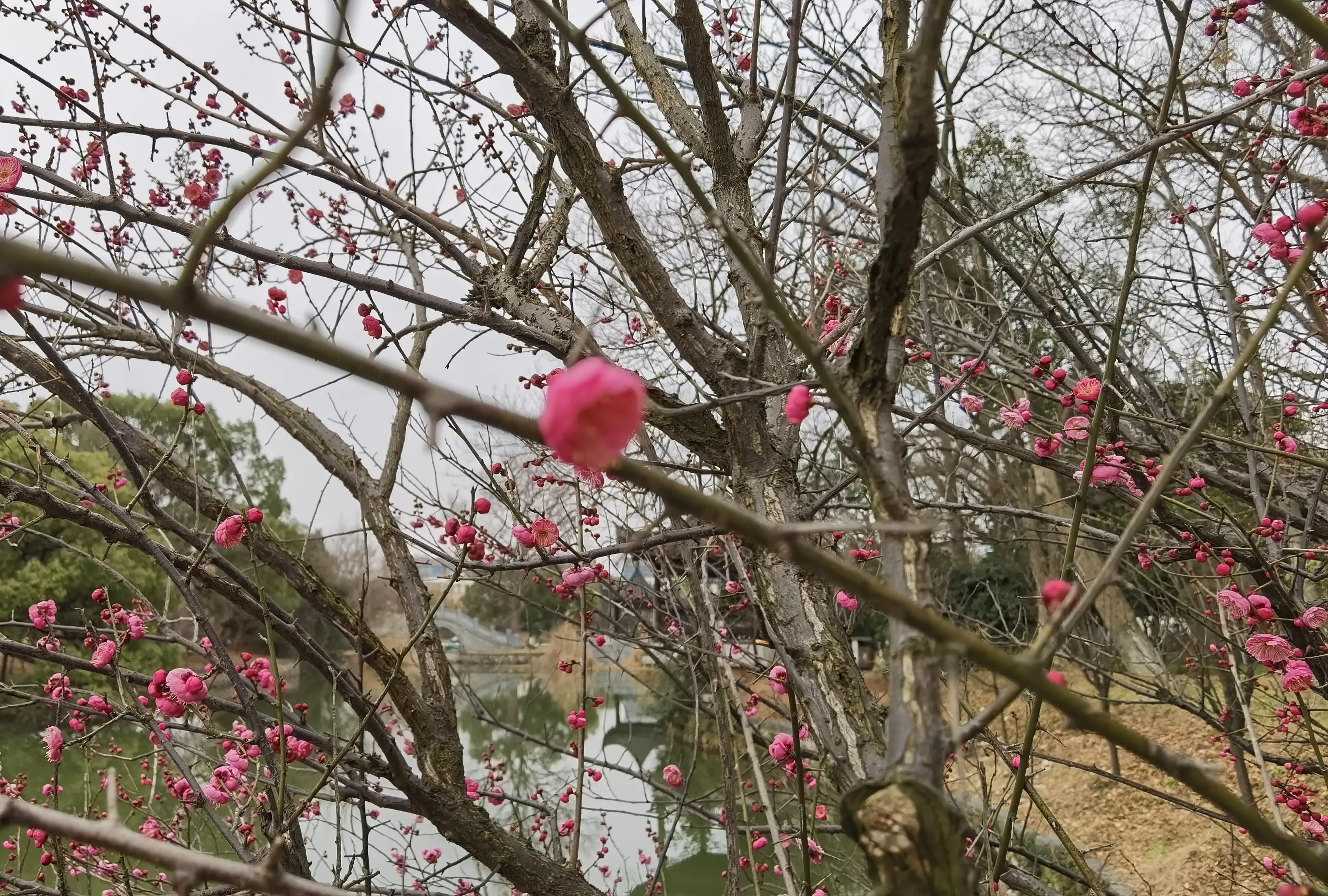 七绝咏梅诗,七绝咏梅古诗大全