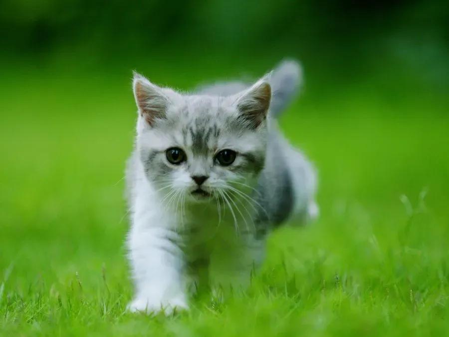 去宠物店如何挑选一个健康的猫咪,去宠物店买猫咪该怎么挑选