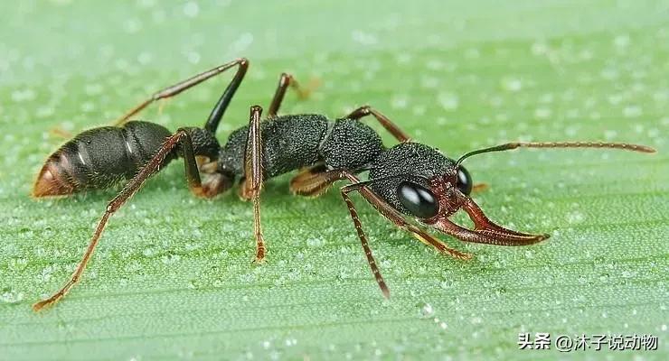 大齿猛蚁攀爬能力,山大齿猛蚁攻击速度