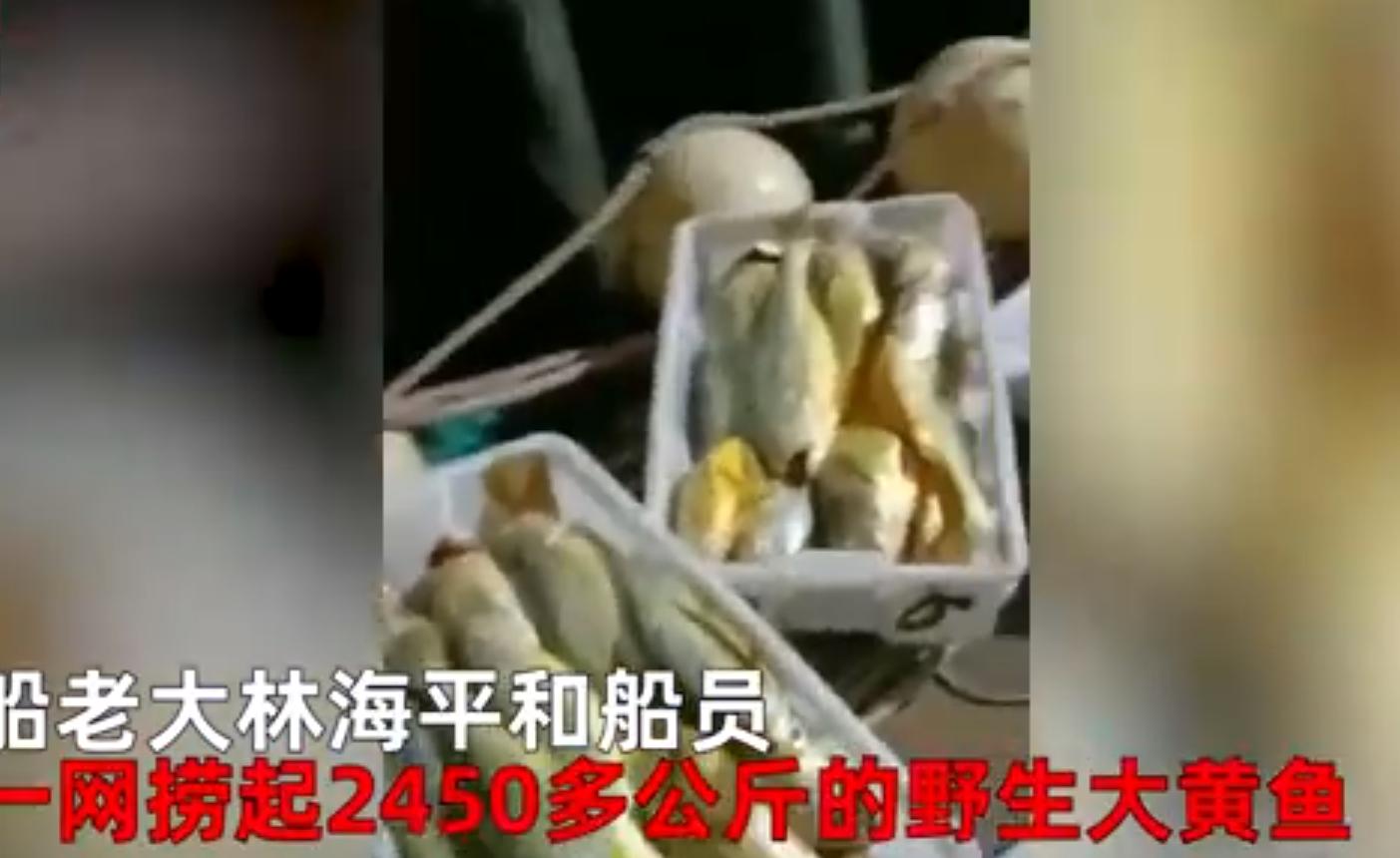 渔民一网捕获大量黄鱼,渔民捕捞3千斤黄鱼价值400万