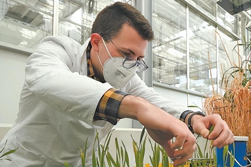 大麦纤维素的特征,研究小麦在人体的化学反应