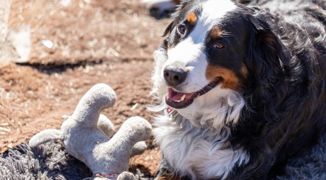 为什么狗的体型比猫的体型大,同等的体型狗跟猫哪个厉害