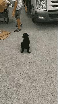 韩国萌娃搞笑gif,韩国小姐姐搞笑gif