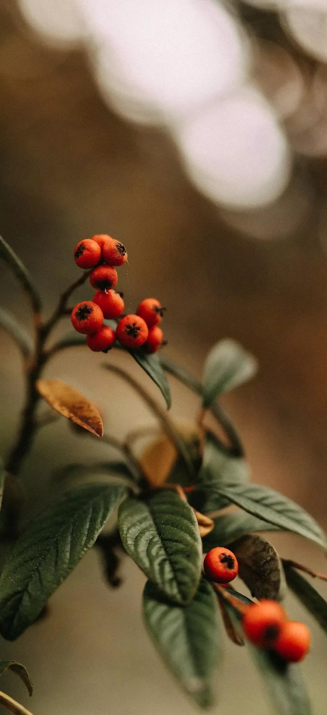 风生水起壁纸高清无水印,美女全屏无水印高清壁纸