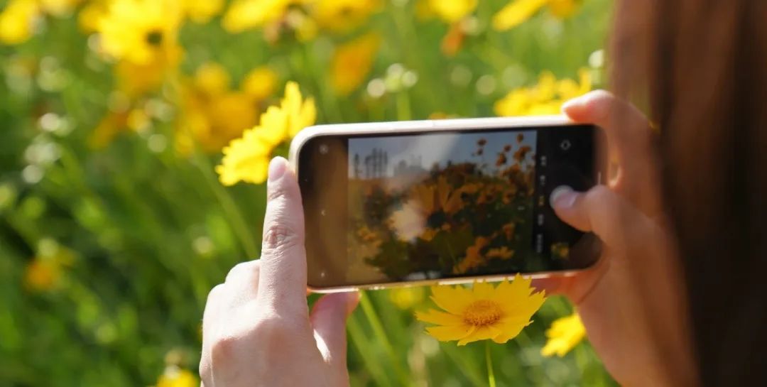 太仓蓝色花海,太仓好看的花海