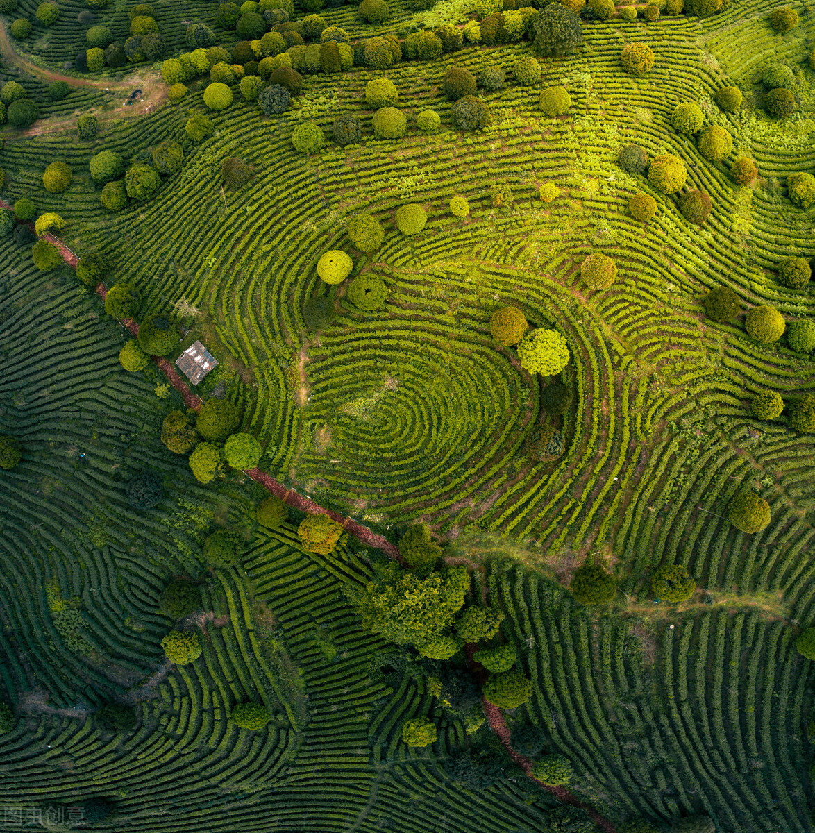 茶心普洱,茶心和茶碎