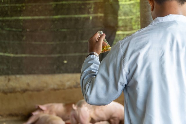 非洲猪瘟最快的治愈方法？非洲猪瘟能治吗？进来看看就懂了