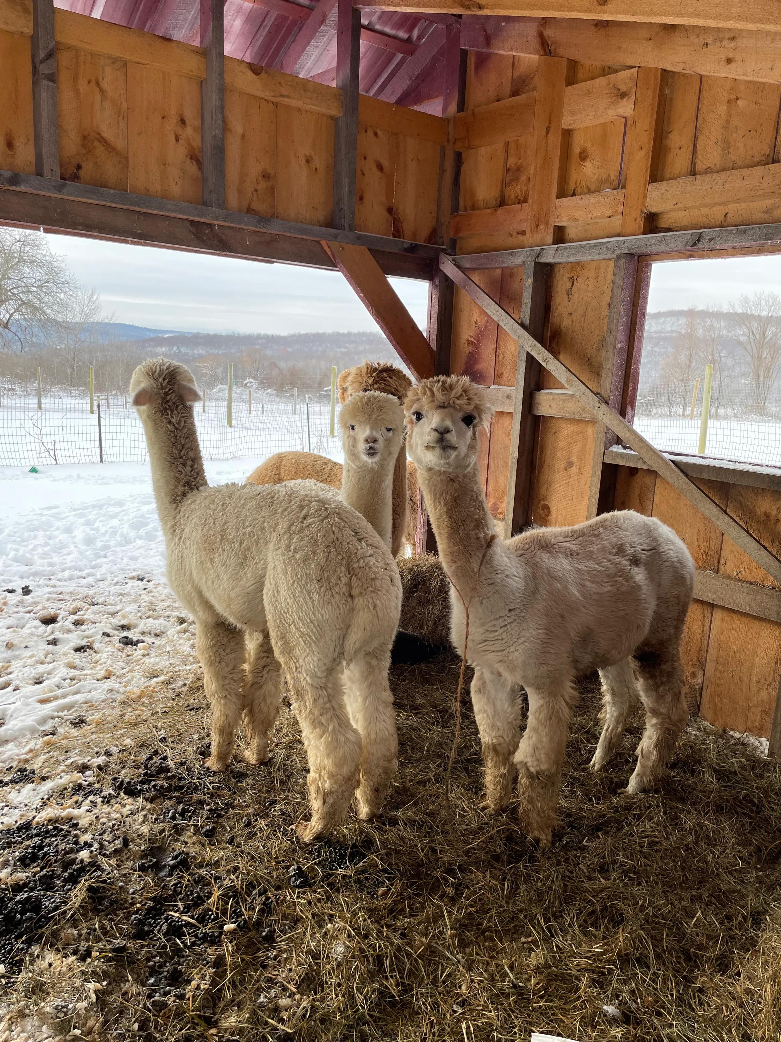 羊驼和驼羊是一个品种吗视频,羊驼和驼羊哪个是有刘海的