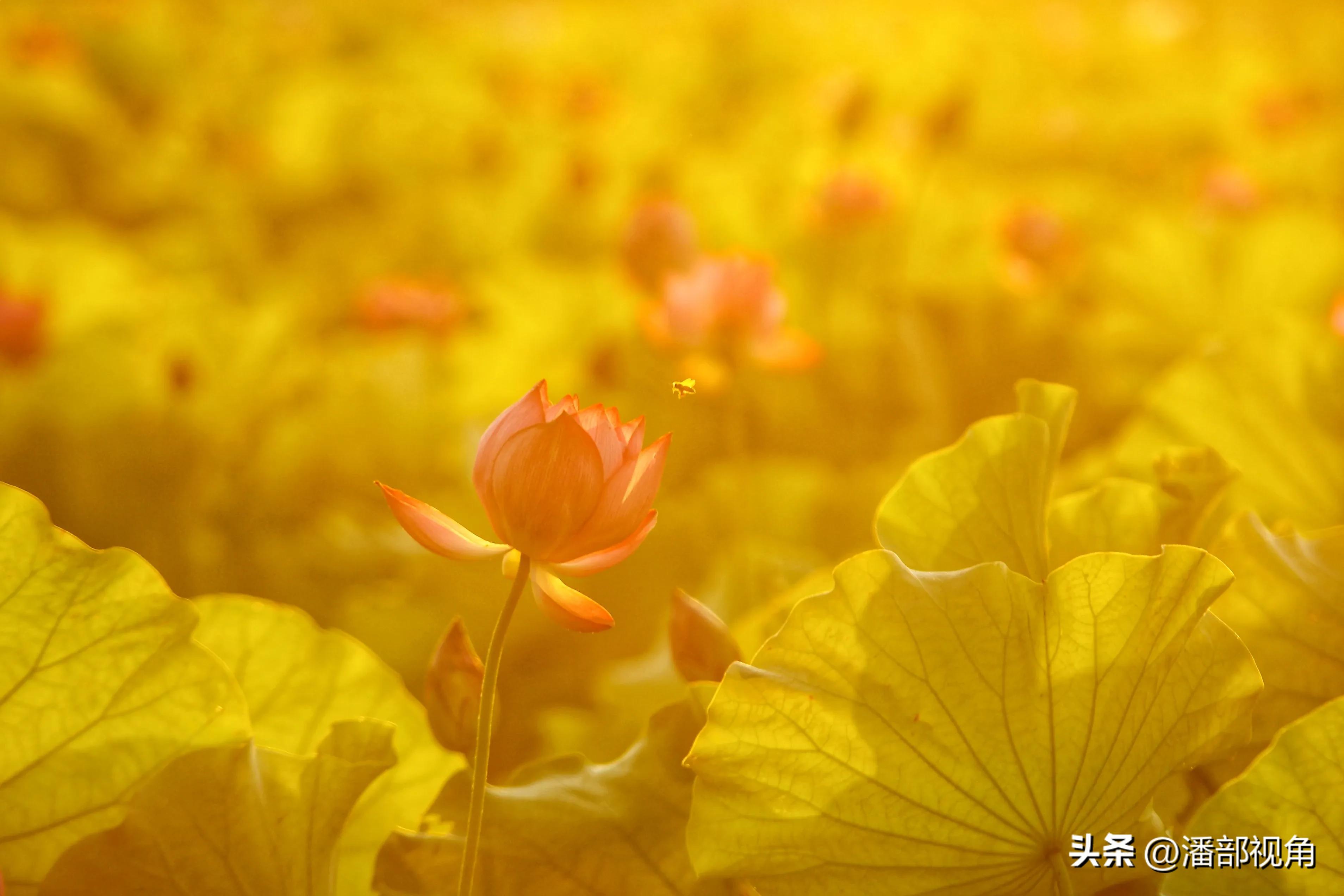 无锡七月底哪里的荷花开了,无锡太湖荷花开了吗