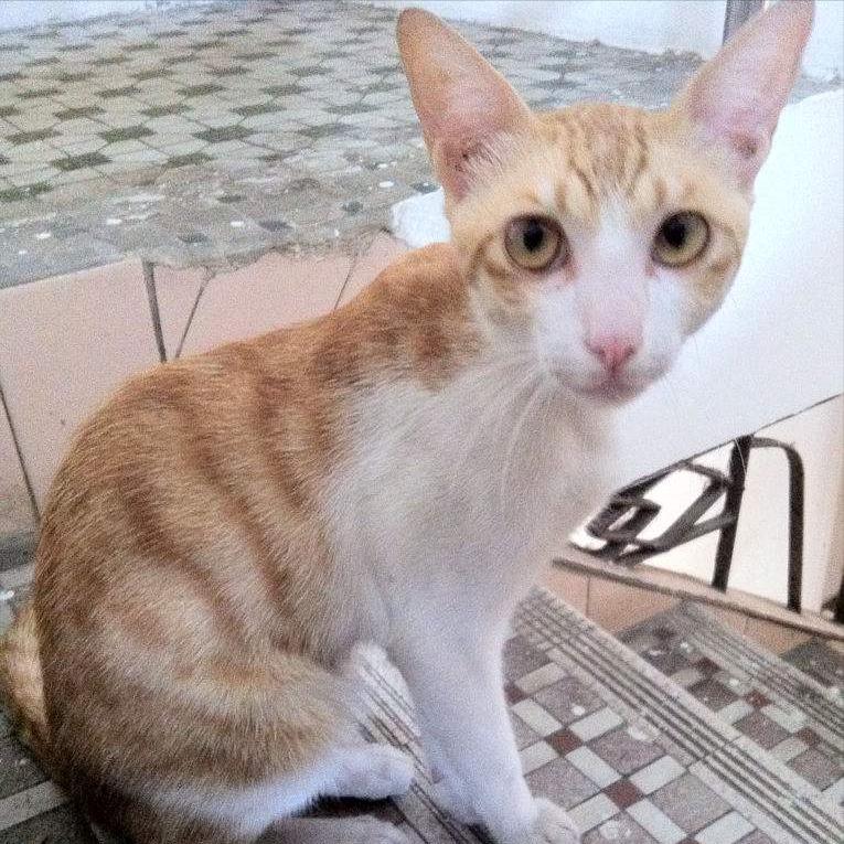 如何判断猫咪胖瘦,摸猫咪哪里判断胖瘦