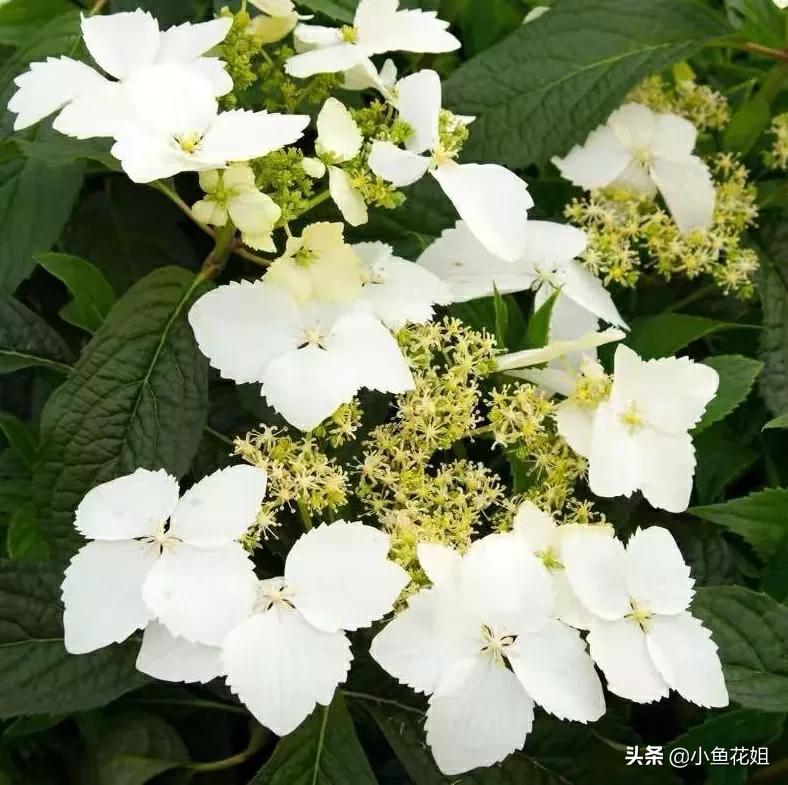 有一种花很好看但是很臭,名字很难听却很漂亮的花