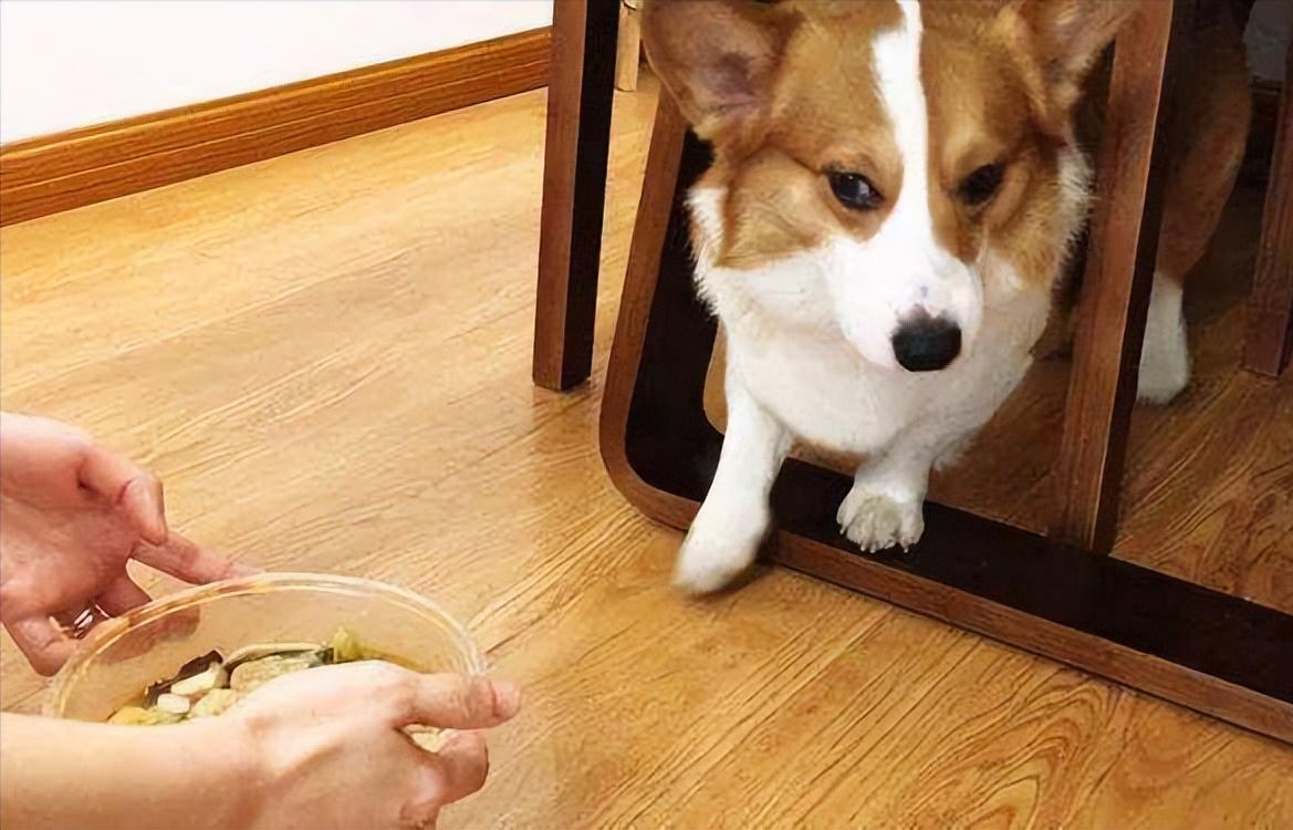 狗狗吃狗粮不嚼直接吞怎么办,狗狗不吃狗粮妙招大全