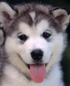 家里面来个狗有什么吉兆,家里来狗了预示着什么意思