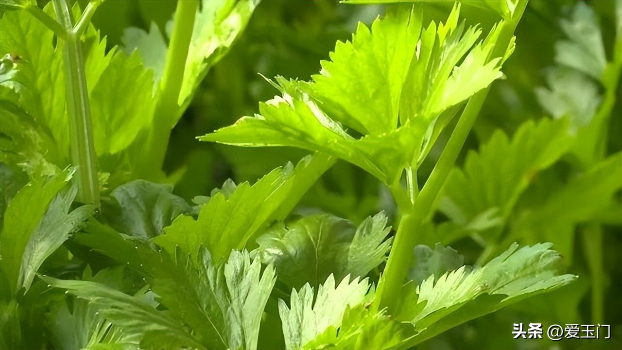 向新而行最新视频,向心而行迎光出发