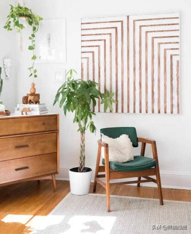 所有关于摇钱树植物护理，从土壤到浇水