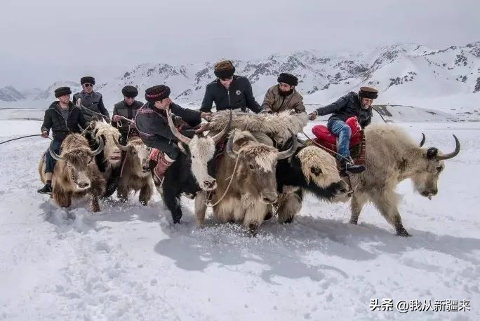 骑着牛叼羊的在*疆新**也就……