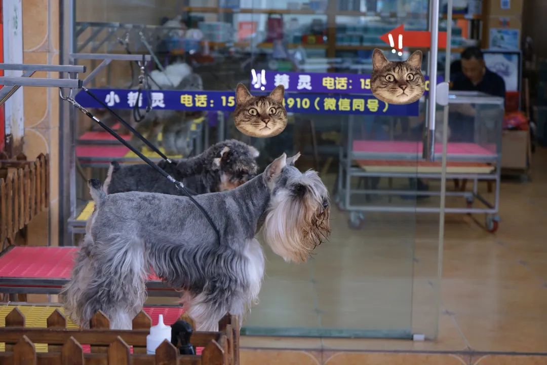 三联鸡鸭市场在哪里,三联市场家禽