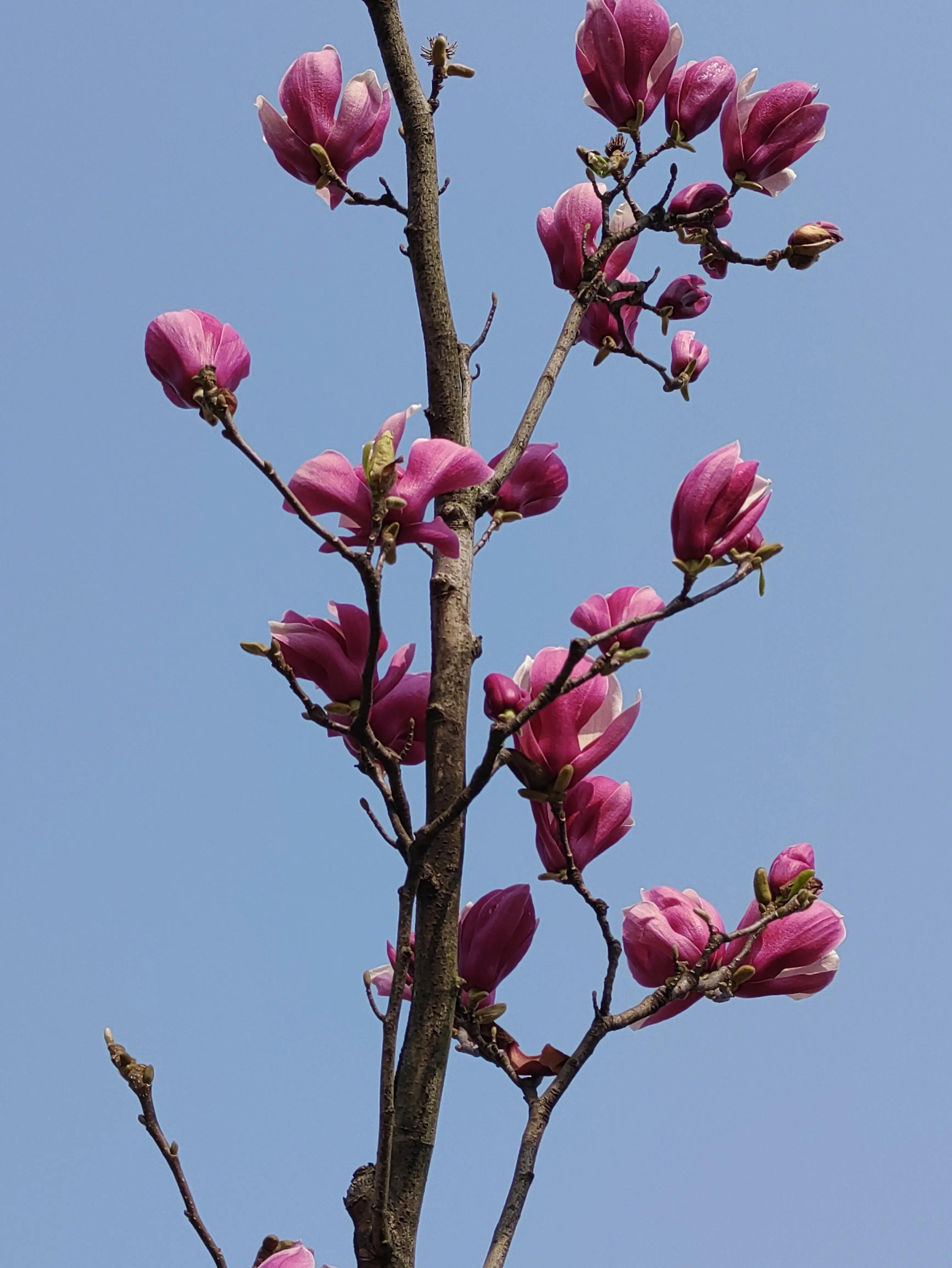 怎样才能取得成功呢,如何取得事业的成功