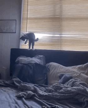 原来猫咪也有弱智的表现,猫咪很虚弱该怎么救活它