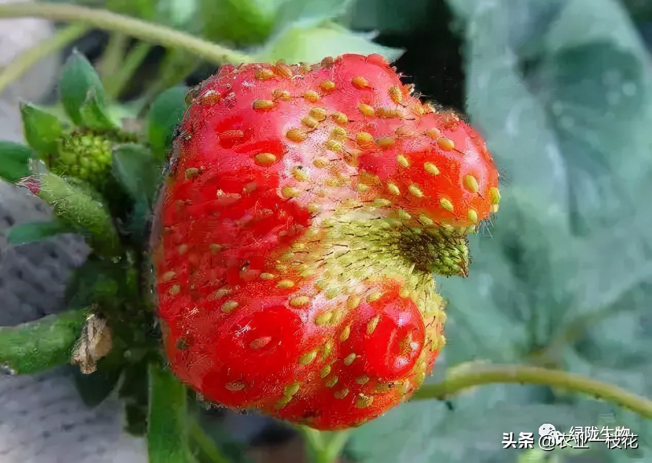 关于草莓畸形,有什么好办法?