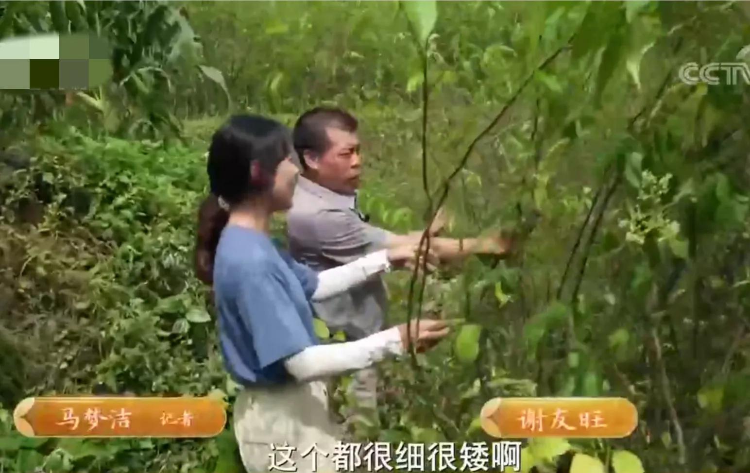 湖南男子钻进深山，将杜仲树叶变成宝，一年卖出上百万元