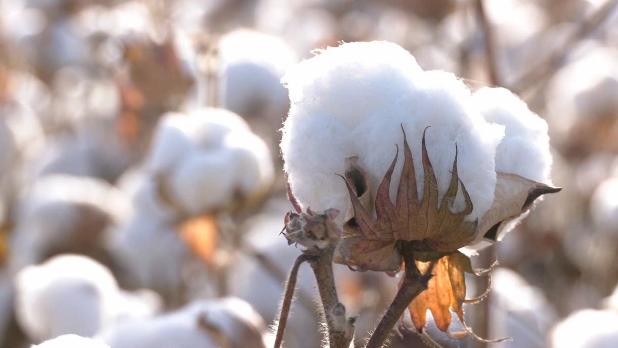 那个*制抵***疆新**棉花的西方品牌，终于在中国市场*制抵**下付出了代价！