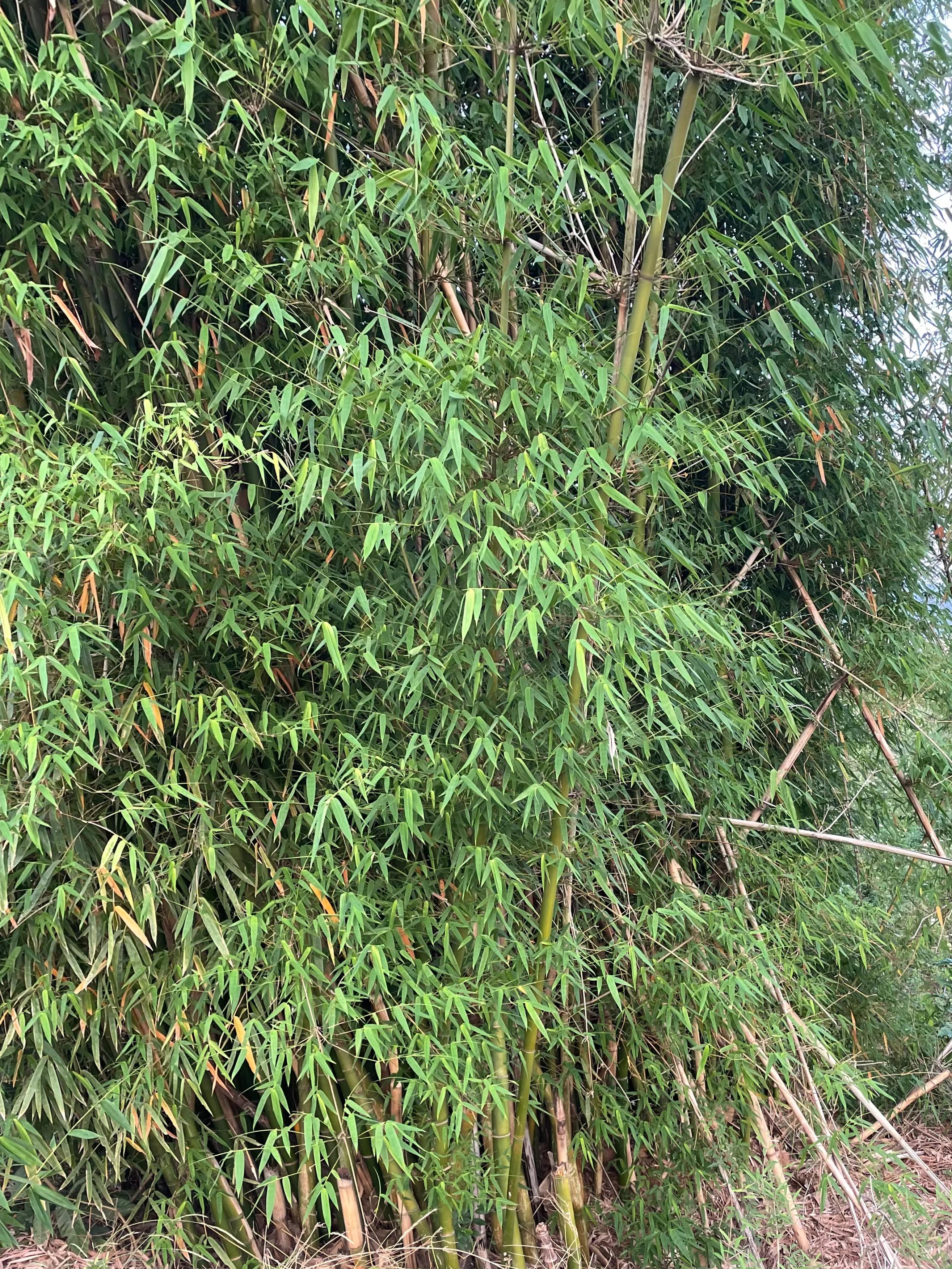 花中四君子竹是什么竹,花中四君子竹子为啥是花