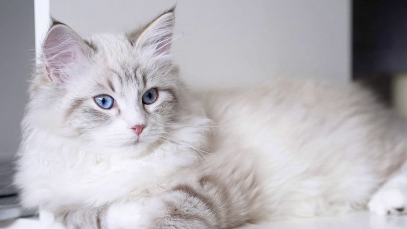 猫咪杯状病毒口炎治疗需要多久,猫咪杯状病毒干扰素打几天有用