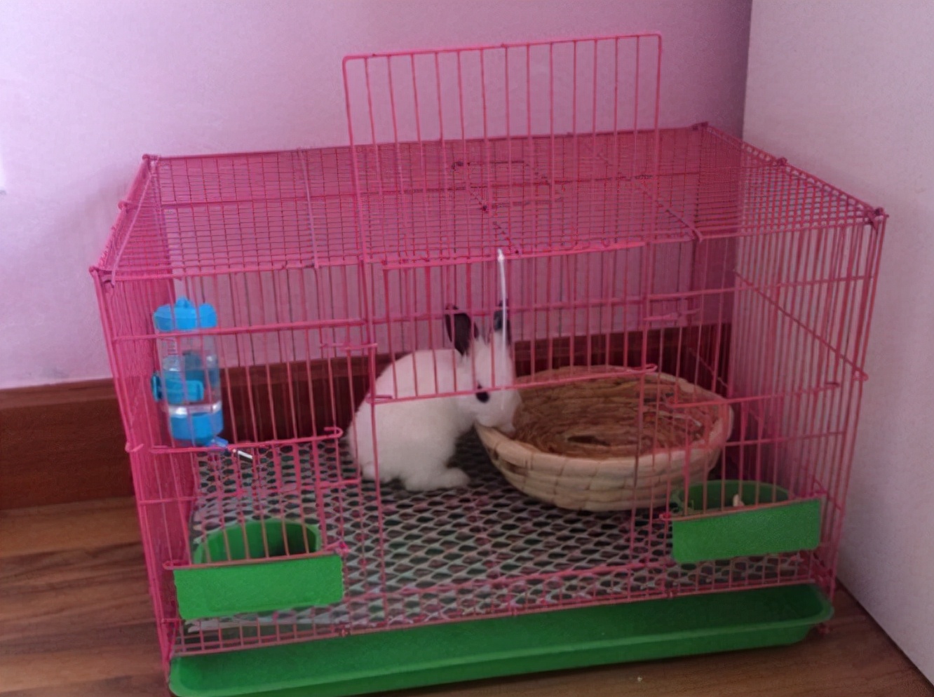 球虫药兔子专用,养兔的药从哪里买