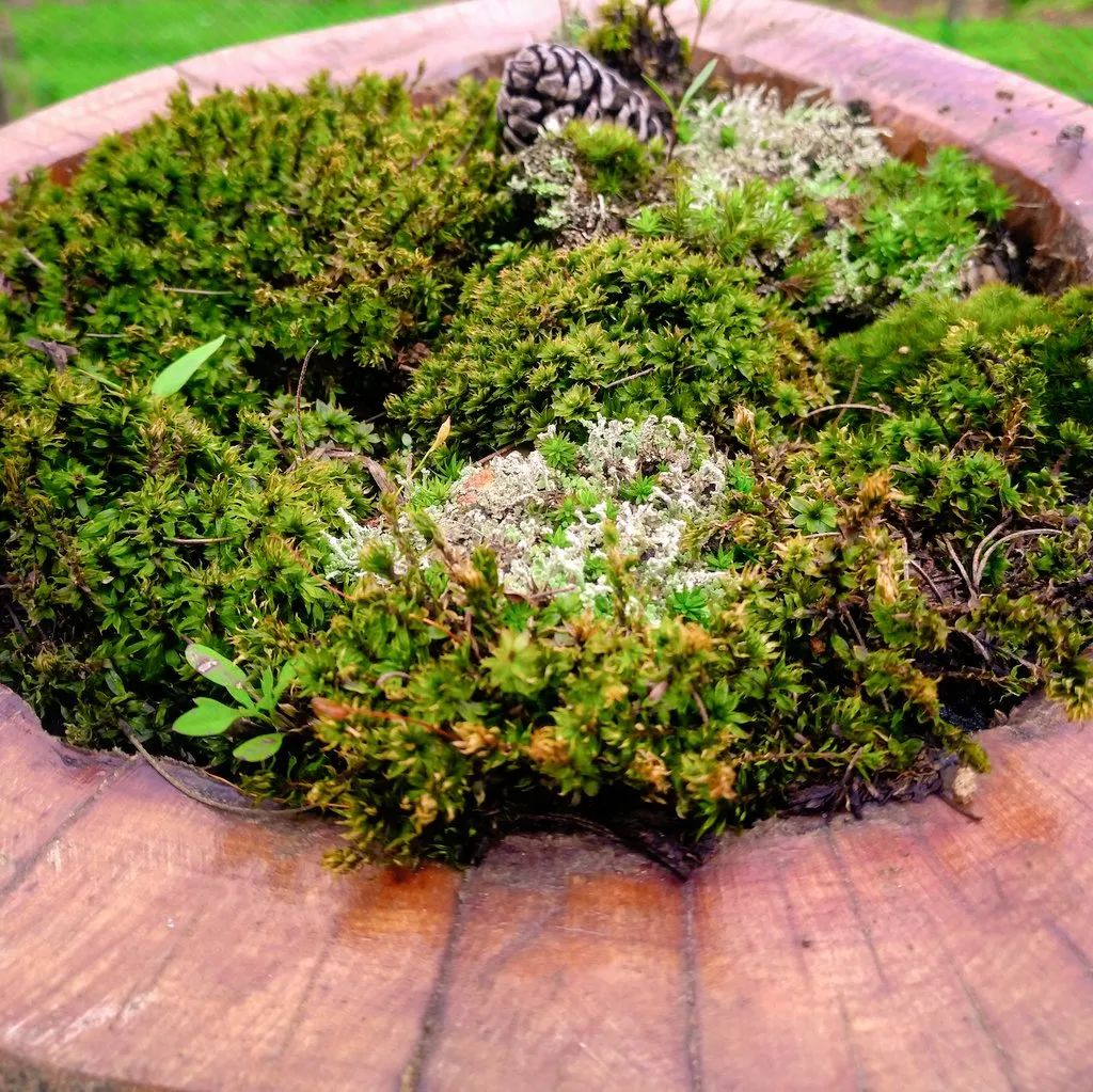 苔藓类盆栽植物怎么养,绿意苔藓