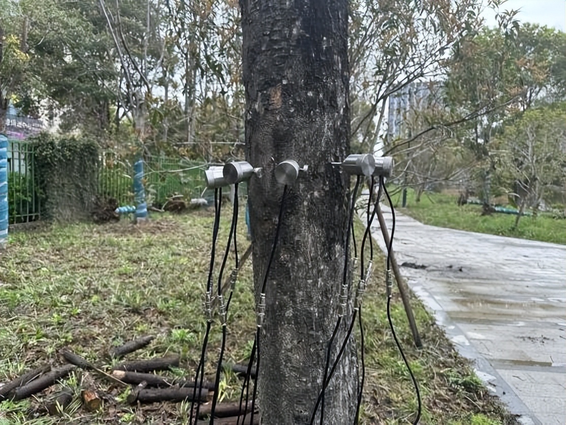 树木诊断中要注意哪些问题,树木健康监测与日常养护