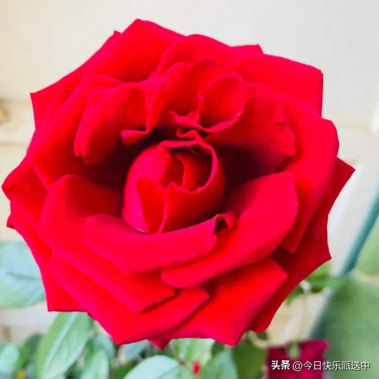 美醉了的月季花图片,各种颜色的月季花图片