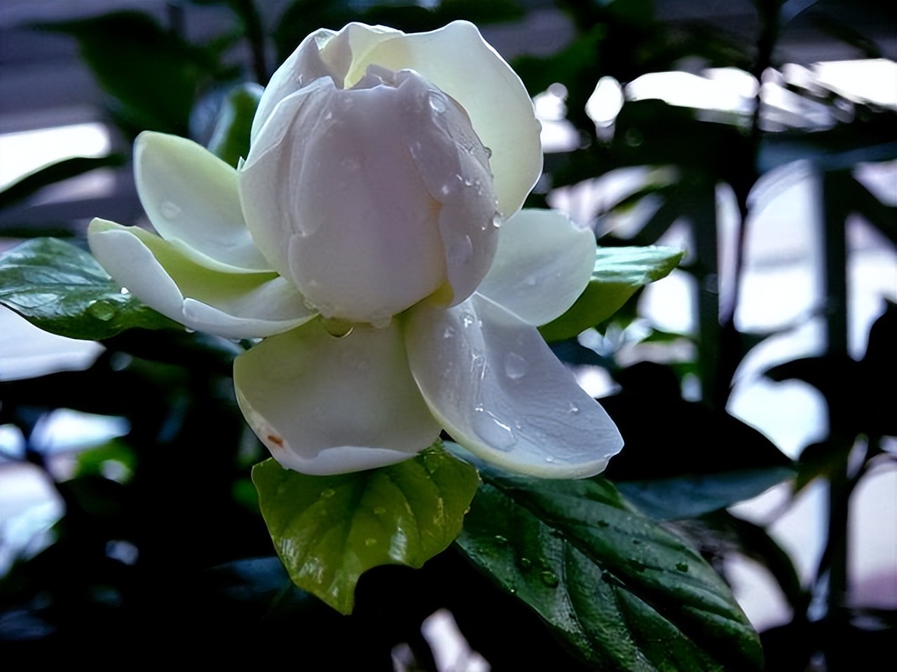 封闭阳台不怕夏天暴晒的植物,适合阳台高温暴晒的植物